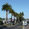 Die berühmte Palmen besäumte Hauptstrasse von Raglan.