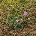 Strandgrasnelke rund ums Zelt