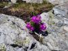 Primula minima