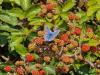 Auf der Wanderung gab es auch reife Brombeeren