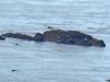 Seals