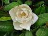 Magnolie