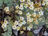Saxifraga