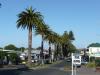 Die berühmte Palmen besäumte Hauptstrasse von Raglan.