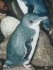 Blaupinguin