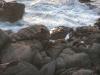 Seehund Kolonie am Cape Foulwind