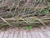 Wachsende Hecke