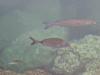 Fische im klaren Hafenwasser