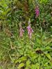 Azorische Glockenblume