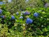 Intensiv blaue Hortensie