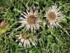 Silberdistel