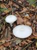 Riesen Champignon ?