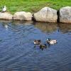 Entenfamilie