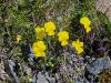 Arosa-Ochsenalp Rundtour