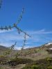 Arosa-Ochsenalp Rundtour