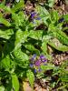 Bergflockenblume